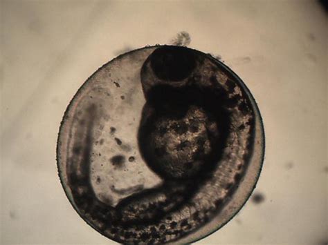 Fish Embryo Development Stages