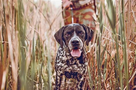 11 of the Best Hiking Dogs Ready for Outdoor Adventures