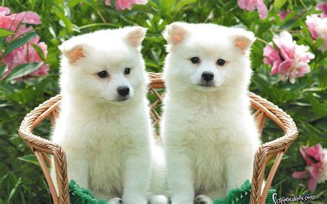 Cute Puppies Wallpapers HD - Wallpaper Cave