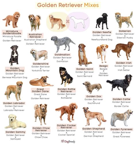 List of Golden Retriever Mixes With Pictures