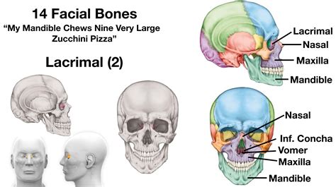 The eight cranial bones and 14 facial bones – Telegraph