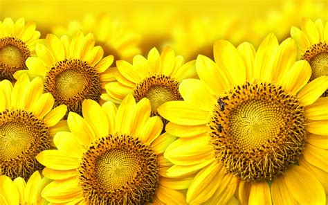 Sunflower Background - WallpaperSafari