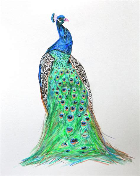 Mr. Peacock Drawing by Her Arts Desire - Fine Art America