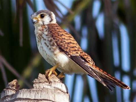 American Kestrel - NestWatch