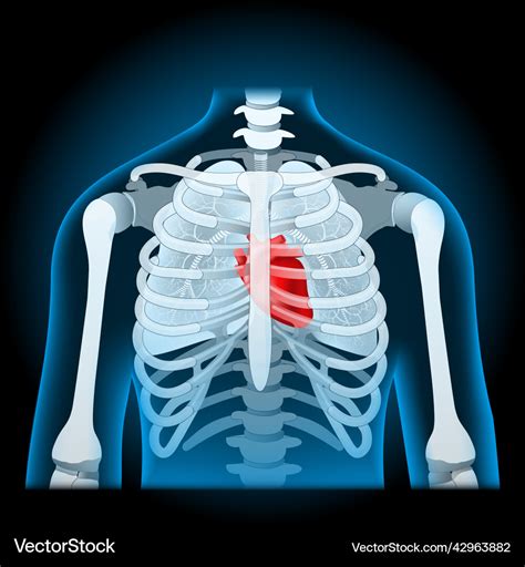 Human Body Anatomy Rib Cage Lungs And Heart Vector Image – NBKomputer