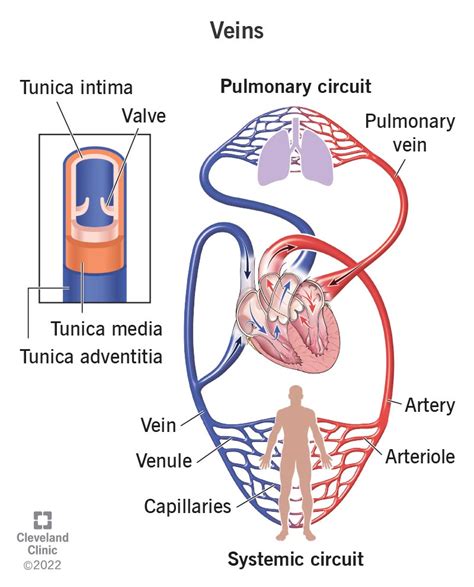 Veins Diagram