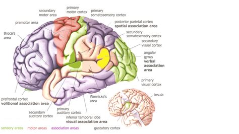 Brain areas – Alzheimer's & Dementia Resource Center