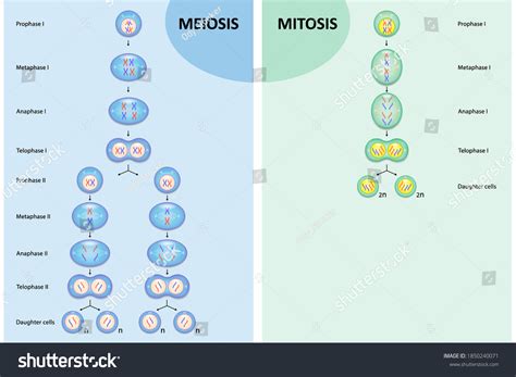 746 Mitosis Diagram Images, Stock Photos & Vectors | Shutterstock