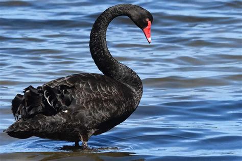 What Does It Mean of a Black Swan? - The Symbolism