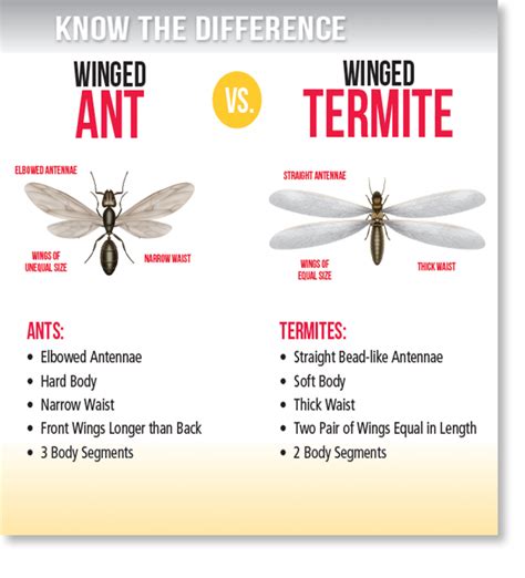 Have you found what looks like flying ants (termites) around your property?