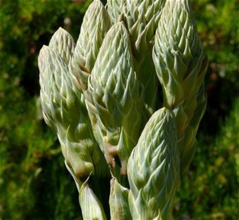 Aloe polyphylla | Spiral Aloe| plant lust