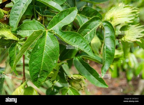 The five lobed cotton leaf with palmate veins of which each lobe's vein are pinnately aranged ...