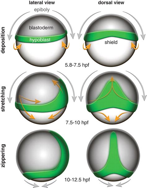 Zebrafish Embryo Stages