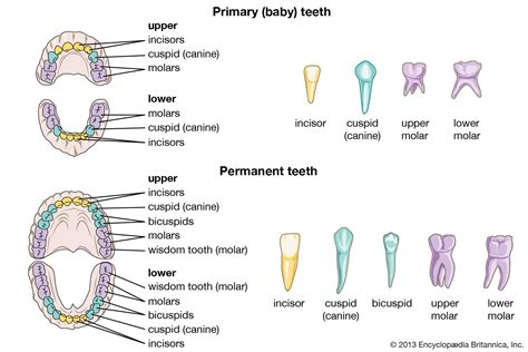 Types Of Teeth Shapes