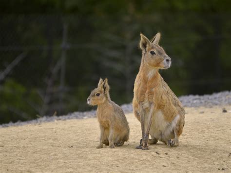 Patagonian Mara - A-Z Animals