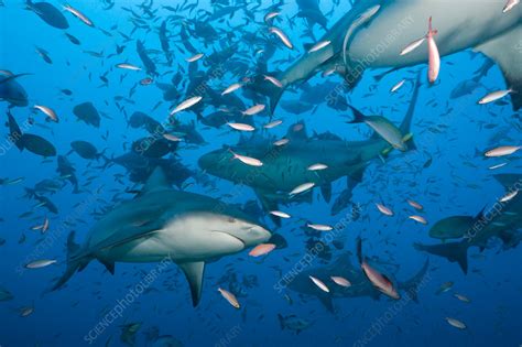 Bull Sharks - Stock Image - C031/8071 - Science Photo Library