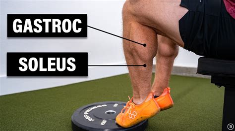 Muscles Of The Calf