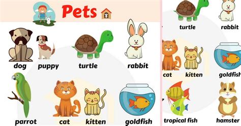 Huge List of Pets and Different Types of Pets with Pictures • 7ESL