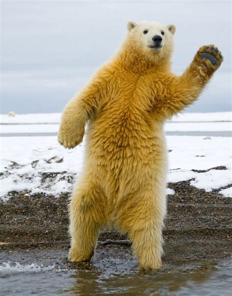 Dancing polar bear (5 pics) | Amazing Creatures