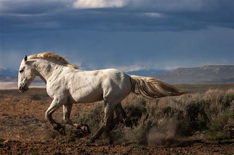 White Wild Horse Running In Desert Fine Art Photo Print | Photos by Joseph C. Filer