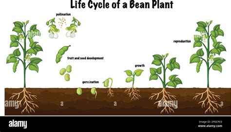 Life Cycle Of A Bean Plant Diagram For Science Education Illustration Stock Vector Image Art ...