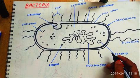 Bacterial Cell Diagram Labeled Simple