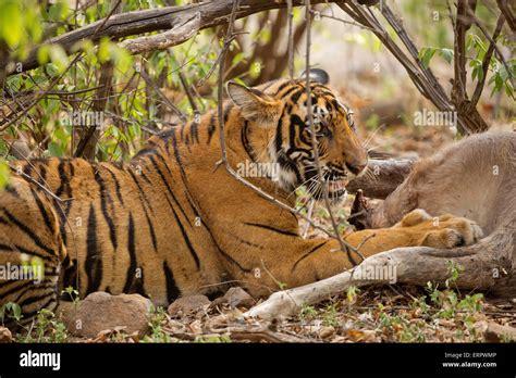 Tiger eating deer hi-res stock photography and images - Alamy