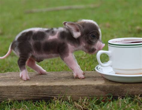 Teacup Pigs: The Next Lucrative Pet Trend?