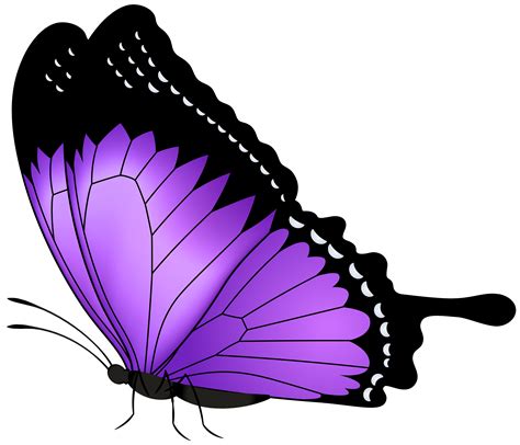 free purple butterfly clipart 10 free Cliparts | Download images on Clipground 2024