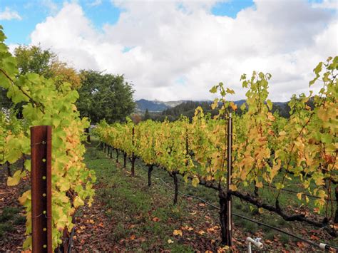 5 World-Class Wine Tasting Destinations in California