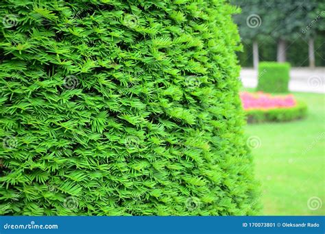 Taxus Baccata, European Yew Hedge Background. Yew Hedging. Pruning Yew Hedges Stock Image ...