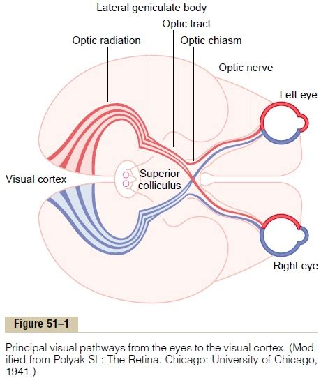 Visual Pathways