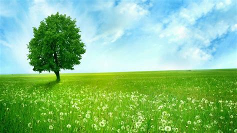 Wallpaper Nature Green 8A0 | Wallvivu Magazine | Nature desktop wallpaper, Green nature ...