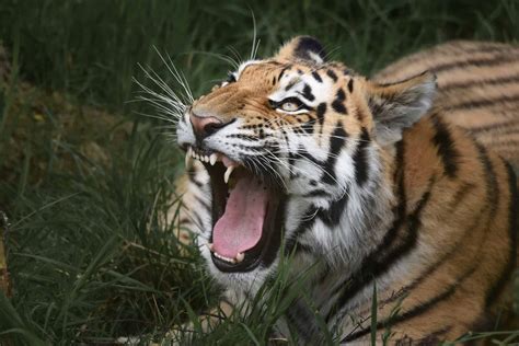 Do Tigers Purr Like Cats and Roar Like Lions? Tiger Sounds Explained - A-Z Animals