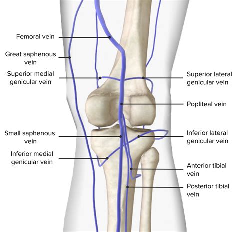 Popliteal Fossa: Anatomy | Concise Medical Knowledge