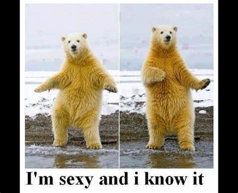 Funny Polar Bear Memes - Funny Memes