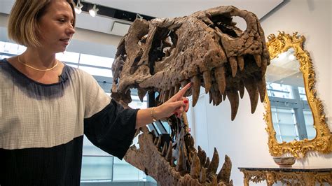 Why the sale of a T. rex fossil could be a big loss for science - Digital News