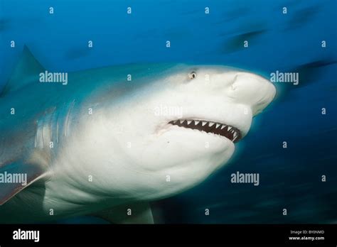 Bull shark teeth hi-res stock photography and images - Alamy