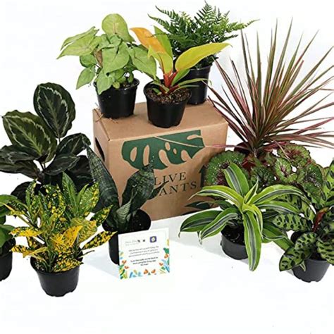 Indoor Plant Gifts: The Houseplant Lovers Ultimate Gift Guide