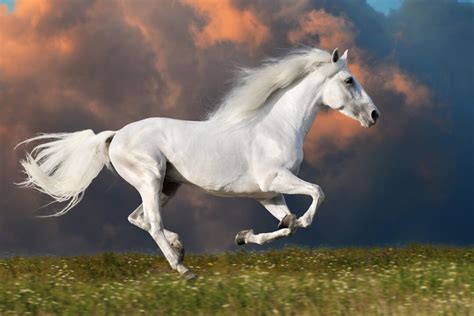 13 White Horse Breeds + Pricing & Breed Details - Helpful Horse Hints