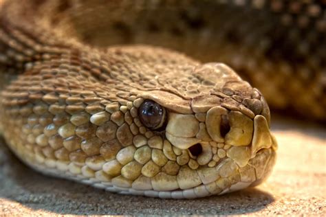 Free picture: viper, snake, head, wildlife, venom, eye, rattlesnake, reptile