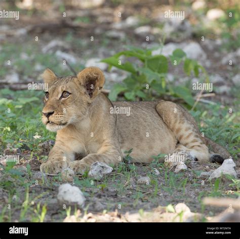 African lion cub Stock Photo - Alamy