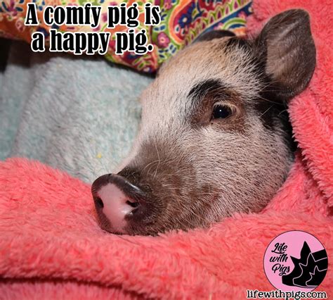 Pig Memes - Life with Pigs Farm Animal Sanctuary