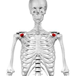 Coracoid process - Wikipedia