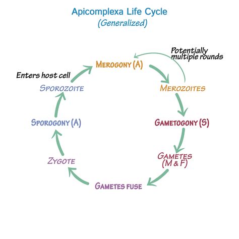 Immunology/Microbiology Glossary: Protozoa - Apicomplexa Life Cycle | Draw It to Know It