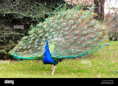 Fanning out hi-res stock photography and images - Alamy