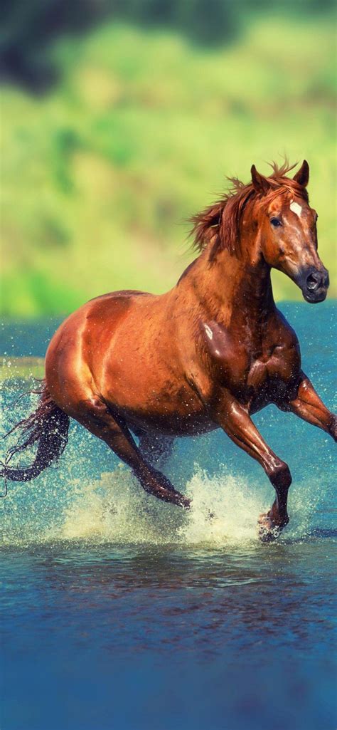 Beautiful Horses Running Wild Wallpapers - Top Free Beautiful Horses Running Wild Backgrounds ...