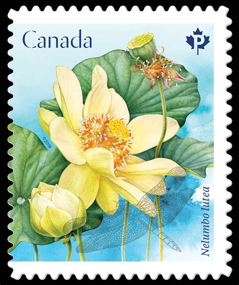 Canada 2018 - Lotusblume | Flower stamp, Postage stamps, Stamp