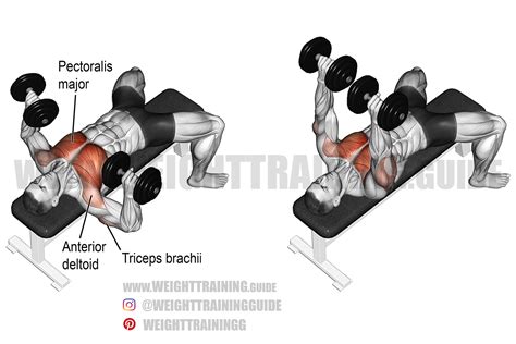 Dumbbell bench press exercise guide and video | Weight Training Guide