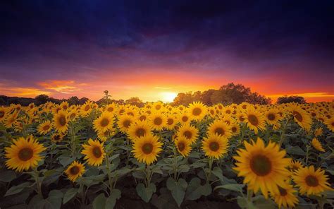 Sunflower Farm Field Sunflower At Sunset Dark Clouds Orange Sky Wallpaper Hd : Wallpapers13.com